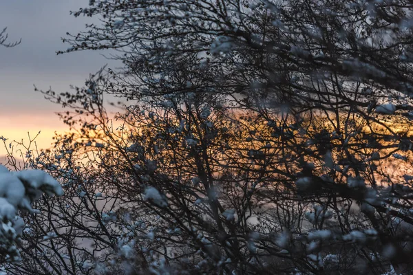 Mrtvý Strom Lese — Stock fotografie