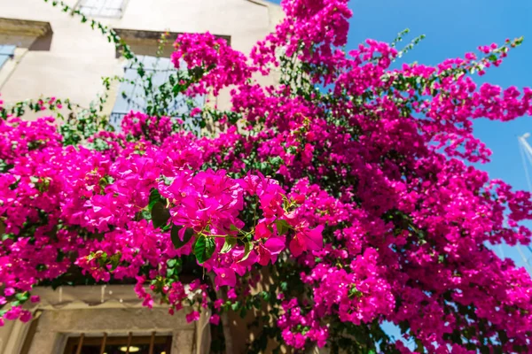 Árvore Florescendo Rosa Pela Casa Luz Solar Brilhante — Fotografia de Stock