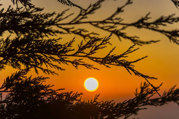 Coucher Soleil Incroyable Avec Fines Branches Duveteuses — Photo