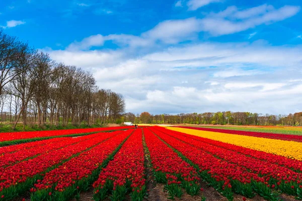 Primo Piano Incredibili Fiori Colorati Fiore — Foto Stock