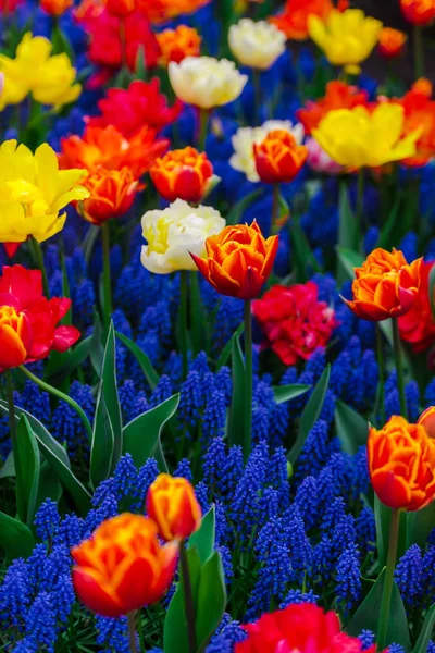 Close Amazing Colorful Blooming Flowers — Stock Photo, Image