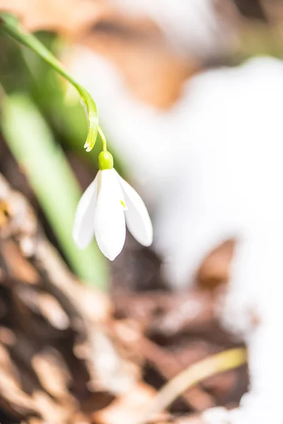 Close Amazing Colorful Blooming Flower — Stock Photo, Image