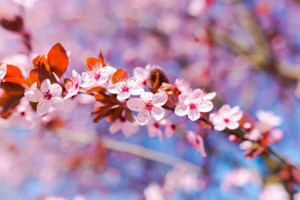 Close Van Verbazingwekkende Kleurrijke Bloeiende Bloemen — Stockfoto