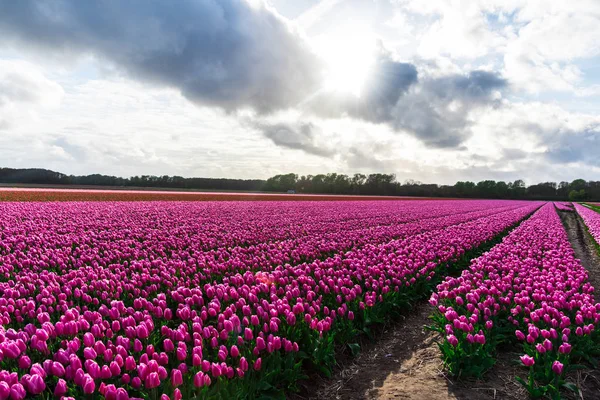 Malebný Pohled Růžové Tulipány Kvetoucí Pole Pod Zamračenou Oblohou — Stock fotografie