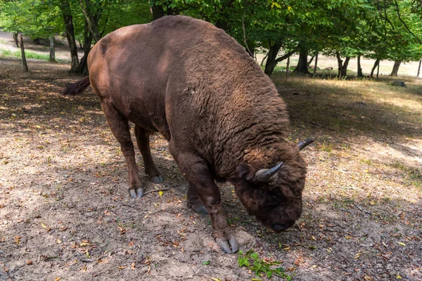 Énorme Bison Arrière Plan Prairie Forestière — Photo