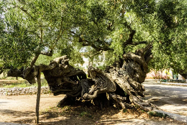 Stare Ciekawe Drzewo Krzywymi Korzeniami — Zdjęcie stockowe