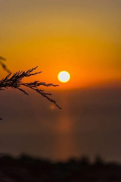 Coucher Soleil Incroyable Avec Fines Branches Duveteuses — Photo