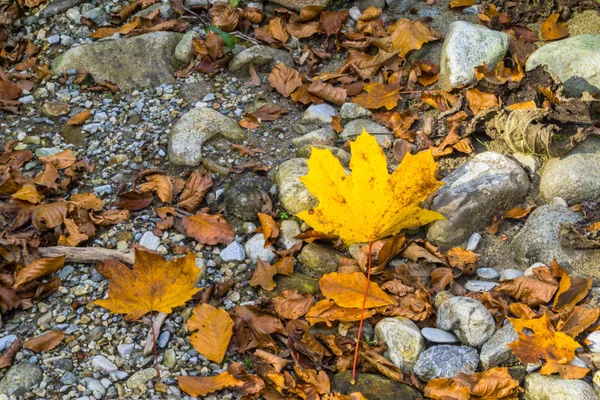 Herfst Bladeren Top View — Stockfoto