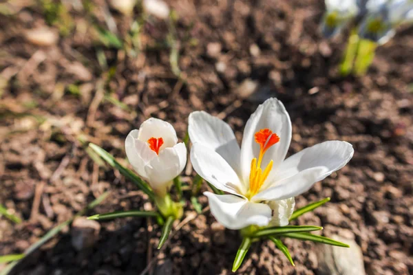 Nahaufnahme Von Erstaunlich Zarten Blühenden Blumen — Stockfoto