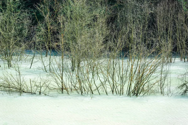 Skog Med Träd Bland Smutsig Flod — Stockfoto