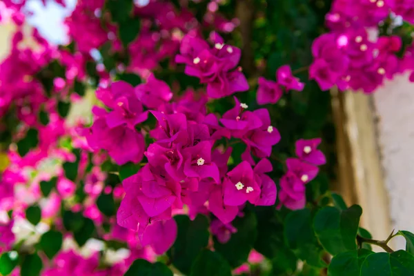 Primer Plano Plano Exuberantes Flores Color Rosa Flor — Foto de Stock