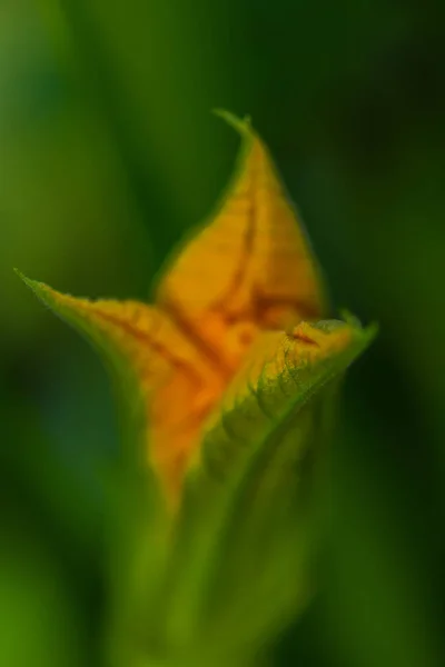 Primer Plano Flor Colores Increíbles — Foto de Stock