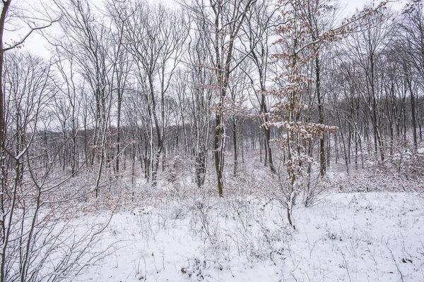 Sneeuw Bedekte Kale Bomen Takken Winterse Bos — Stockfoto