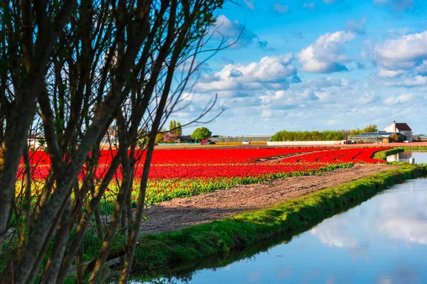 Тюльпанове Поле Голландії — стокове фото