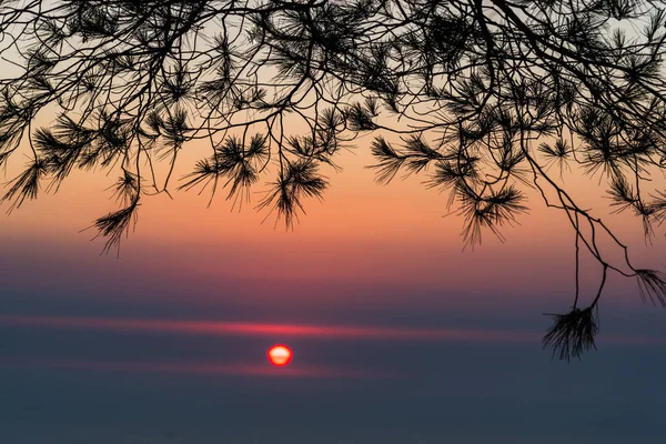 Czerwone Niebo Zachód Słońca Gałęzie Drzew — Zdjęcie stockowe