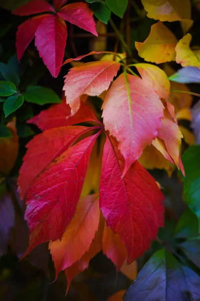 Rote Herbstblätter Nahaufnahme Bild — Stockfoto