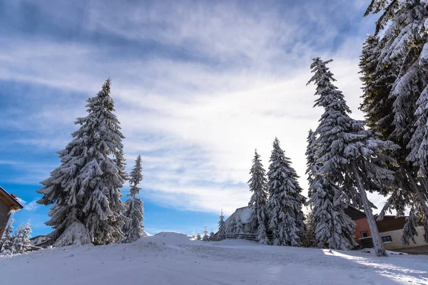 Prachtig Uitzicht Van Natuur Met Pijnbomen Een Bewolkte Hemelachtergrond — Stockfoto