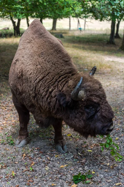 Énorme Bison Arrière Plan Prairie Forestière — Photo