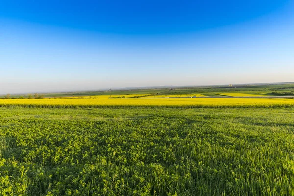 Field Amazing Colorful Yellow Blooming Flowers — 스톡 사진