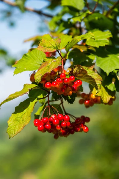 Rowan Berries Tree Branches — Stock Photo, Image