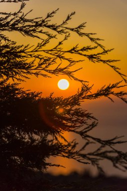 İnce tüylü dalları ile şaşırtıcı günbatımı