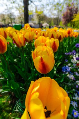 İnanılmaz renkli çiçek açan çiçekler yakın çekim 