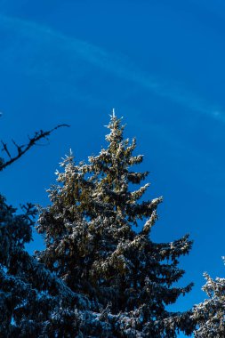 Çam ağaçları ve bulutlu gökyüzü arka plan şaşırtıcı doğa manzaralı