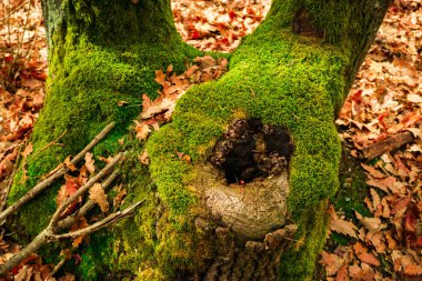 Orman içinde yeşil yosun