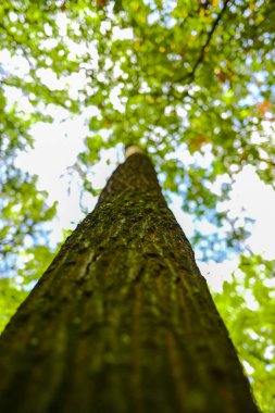 Sonbahar Ormanı çayırında eski ağacın alt görünümü