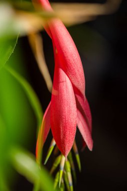 İnanılmaz renkli çiçek açan çiçek yakın çekim