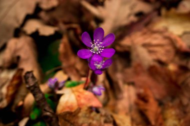 İnanılmaz renkli çiçek açan çiçek yakın çekim