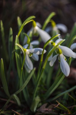 Şaşırtıcı ihale çiçek açan çiçekler yakın çekim