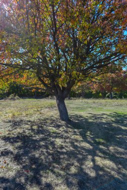 Büyük renkli ağaç ve mavi gökyüzü arka plan ile şaşırtıcı doğa