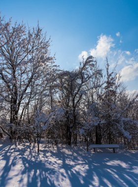 Karla kaplı çıplak ağaçlar ve dalları kış orman