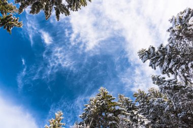 Çam ağaçları ve bulutlu gökyüzü arka plan şaşırtıcı doğa manzaralı