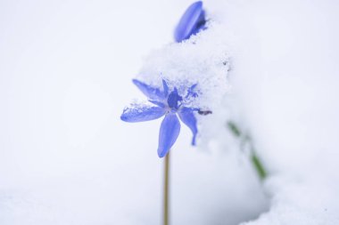 Karla kaplı orman zeminine erken ilkbaharda büyüyen vahşi çiğdem çiçek