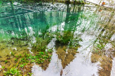 Ormanda nehir yüzeyine yansıma
