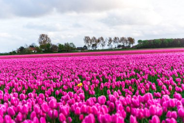 Pembe lale çiçek bulutlu gökyüzü altında alan doğal görünümünü