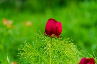 İnanılmaz renkli çiçek açan çiçek yakın çekim