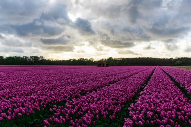 Pembe lale çiçek bulutlu gökyüzü altında alan doğal görünümünü