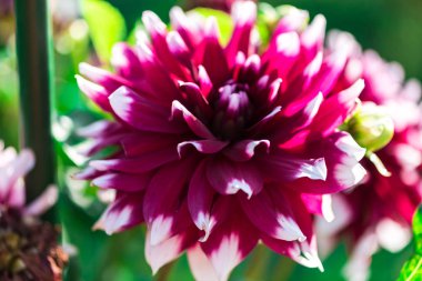 İnanılmaz renkli çiçek açan çiçek yakın çekim