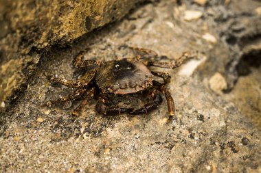 Kanser taş üzerinde yakın çekim 