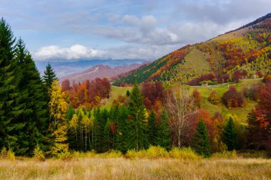 Ağaçlar ve bulutlu gökyüzü arka plan şaşırtıcı doğa manzaralı