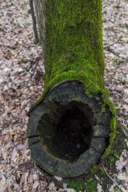 Sonbahar Ormanı çayırında yeşil yosun ile kaplı eski ağaç