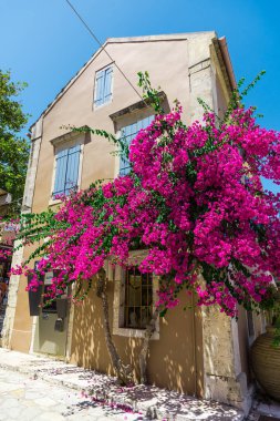 pembe çiçek açan ağaç evi parlak güneş ışığı altında tarafından