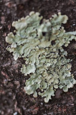 Bulanık arka plan seçici odağında kalıp