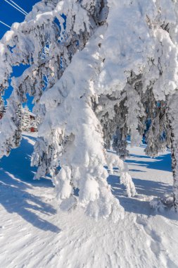 Çam ağaçları ve bulutlu gökyüzü arka plan şaşırtıcı doğa manzaralı