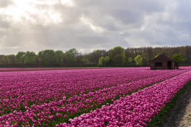 Bulutlu gökyüzü arka plan şaşırtıcı doğa manzaralı