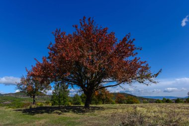 Kırmızı foliaged ağacı doğal görünümünü tarih Pzr çayır ışıklı