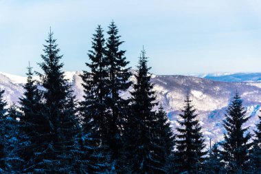 Çam ağaçları ve bulutlu gökyüzü arka plan şaşırtıcı doğa manzaralı